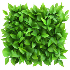 Fototapeta premium Vibrant green leaves create a lush and lively natural texture for any design project.