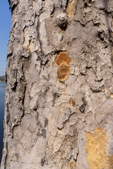 Fototapeta premium Tropical tree barks showing textures and patterns used for identification protection from weather and animals 