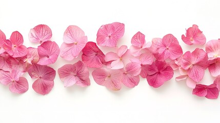 Fototapeta premium The floristic notion of pink hydrangea blooms on a white background. Generative Ai