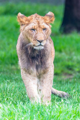 Young male Lion cub on the grass