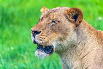 The Lioness - African Lion