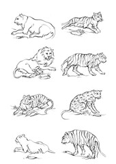 8 tiger and lion drawn with ink from the hands
