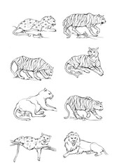 8 tiger and lion drawn with ink from the hands