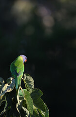 Lorikeet perching at the top of a fruit tree in the last afternoon sun, with subtle bokeh in the background shadows