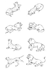 8 tiger and lion drawn with ink from the hands