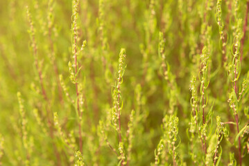 緑色のコキアの葉