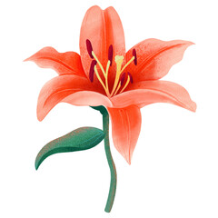 Orange lily on a stem © Icons8