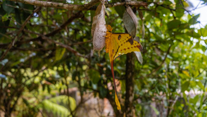 A beautiful large exotic night butterfly Madagascan moon moth Argema mittrei sits on a branch, on a cocoon. Yellow wings with brown patterns and long tails. Large abdomen, feathery antennae. Side view