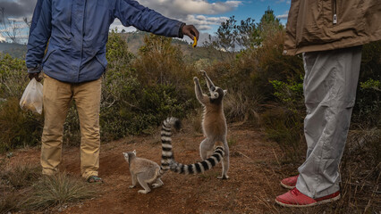 Ring-tailed  catta lemurs beg for bananas from people. The animals stand on their hind legs,...