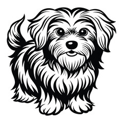 vector maltese