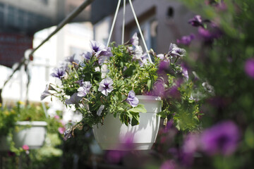 Stunning and Beautiful Hanging Flower Planter Featuring Gorgeous Purple Blooms