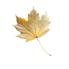 flying on wind yellow realistic fall leaf isolated on transparent background

