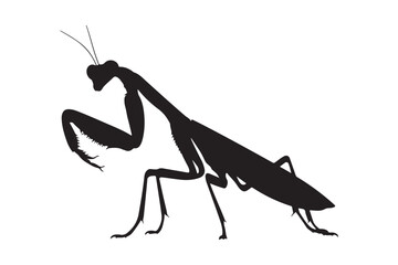 praying mantis isolated on white