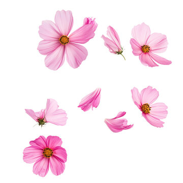Flower Cosmos petals flew isolated on white & transparent a background.