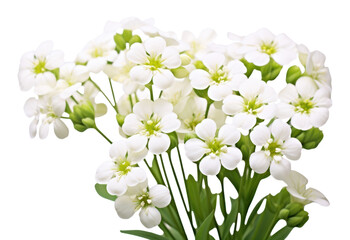 Fototapeta premium PNG Candytuft blossom flower petal.