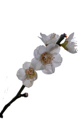 【ソメイヨシノ】都内、春の空と桜の枝【切り抜き transparent backgrounds】