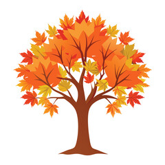 maple tree on white background