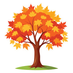 maple tree on white background