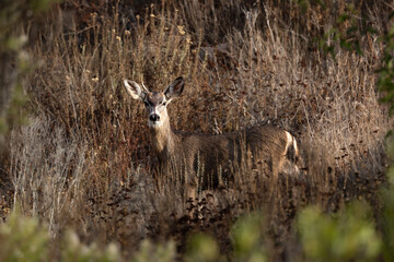 closeup of male deer in the brown bush