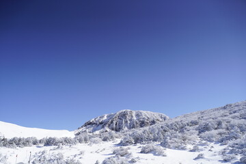 한라산 영실 어리목 눈꽃 설산