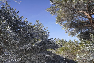 한라산 영실 어리목 눈꽃 설산 풍경