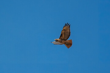 A brown eagle flying in blue sky
