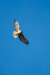 A brown eagle flying in blue sky