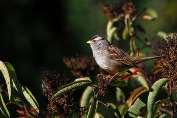 Closeup of a bird taking off from the bush