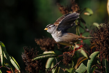 Closeup of a bird taking off from the bush