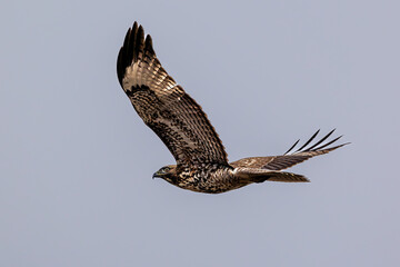 closeup of a hawk flying in grey sky