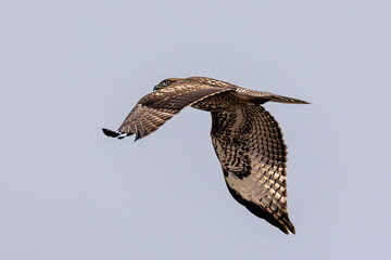 closeup of a hawk flying in grey sky