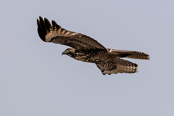 closeup of a hawk flying in grey sky