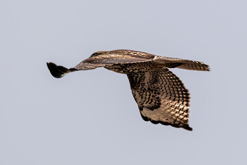 closeup of a hawk flying in grey sky