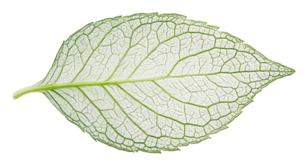 Detailed close-up of translucent green leaf isolated on white