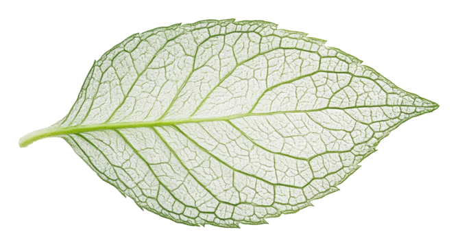 Detailed close-up of translucent green leaf isolated on white