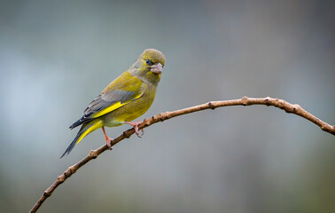 greenfinch bird perched with blurred background bright colors