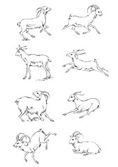 Endless line art illustration of antelope. Continuous black outline drawing on white background.
