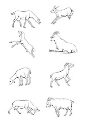 Endless line art illustration of antelope. Continuous black outline drawing on white background.
