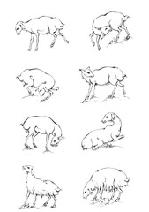 set of sheep
