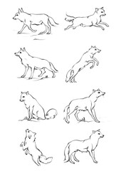 drawing dog and cat