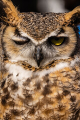 CLOSEUP of owl eyes