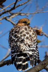 closeup of Eagle stairs at camera