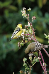 closeup of a goldfinch taking flower seeds with wings open