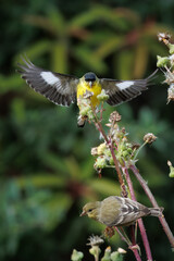 closeup of a goldfinch taking flower seeds with wings open