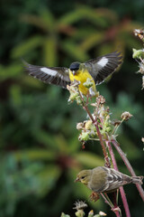 closeup of a goldfinch taking flower seeds with wings open