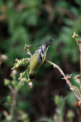 closeup of a goldfinch taking flower seeds with wings open