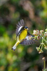 Closeup of a lesser goldfinch bird