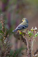 Closeup of a lesser goldfinch bird