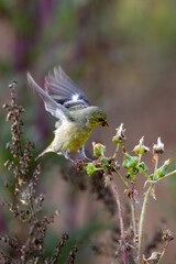 Closeup of a lesser goldfinch bird taking flower seeds