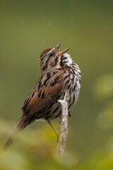 closeup of a male bird sitting on a tree branch